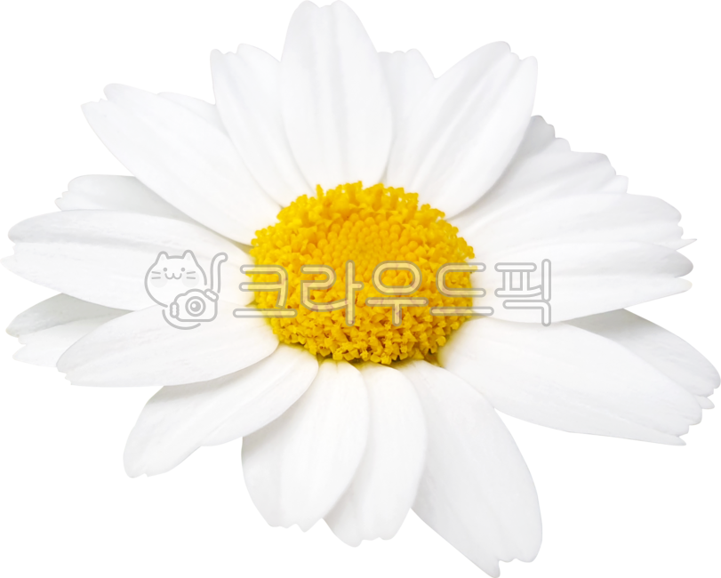 argyranthemumfrutescens,margueritedaisy,marguerite,chamomile,flower,thirsty margaret,petal,White,Chrysanthemum,white,chrysanthemum,parisdaisy,daisy