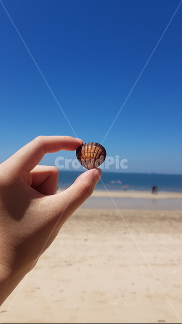 조개,바다,해변,해수욕장,조개껍대기,대칭,균형,청량,파링,블루,모래사장,모래해변,손,손가락,그라데이션,beach,blue,sunny,shell,hand