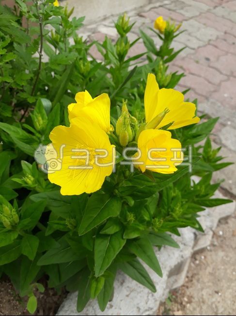 plant,식물,꽃,노란꽃,야생화