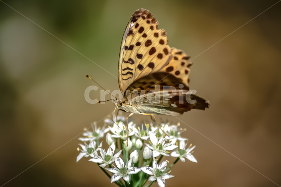 곤충,나비,날개,butterfly,나방,동물,animal,곤충,벌레,insect,bug