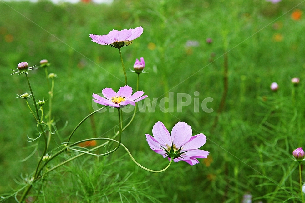 코스모스,꽃,꽃잎,식물,자염,공원,가을,가을꽃,식물,자연,plants,nature,꽃,flower