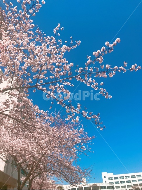 하늘,구름,벚꽃,cloud,flower,봄,계절,spring,season,식물,자연,plants,nature,꽃,flower,plant,blossom