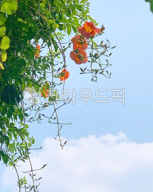 sky,blue sky,jacaranda,leaf,flower,cloud,plant