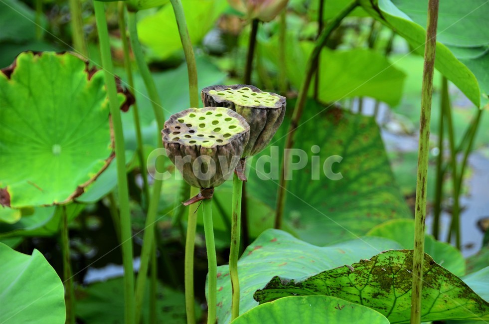 연자방,연밥,수생식물,수련과,청결,신성,식물,자연,plants,nature,꽃,flower