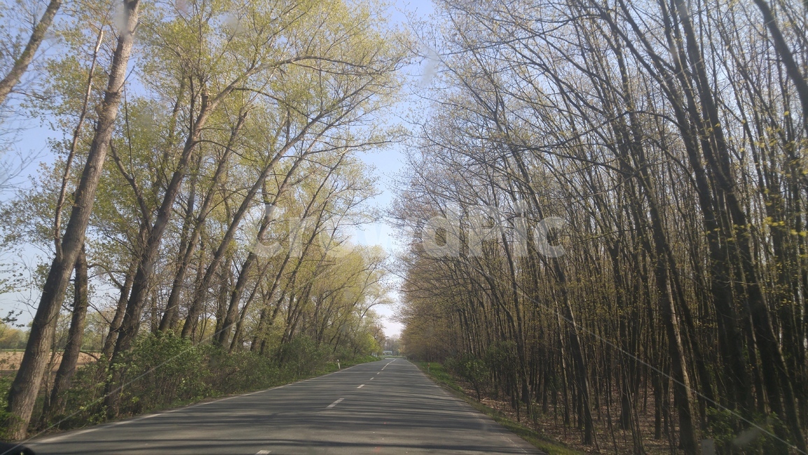 도로,나무,봄,드라이브,하늘,street,tree,spring,sky,유럽,한적,calm,해외,drive