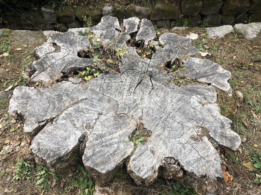 나무,그루터기,밑동,뿌리그루,의자,식물,자연,plants,nature