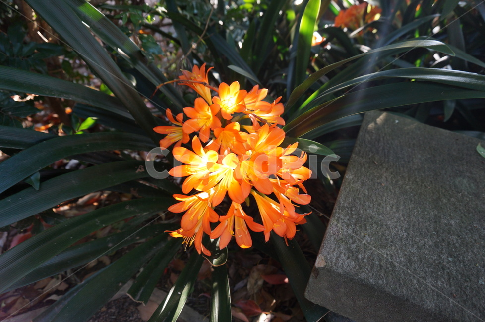 꽃,예쁜꽃,주황색꽃,flower,flowers,orangeflower,식물,자연,plants,nature,꽃,flower