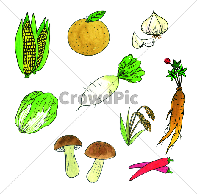 napacabbage,pepper,garlic,cabbage,chinesecabbage,corn,radish,chilipepper,rice,maize,handdrawing,whiteradish,pear,daikon,paint painting,watercolor,Hand drawing,mushroom
