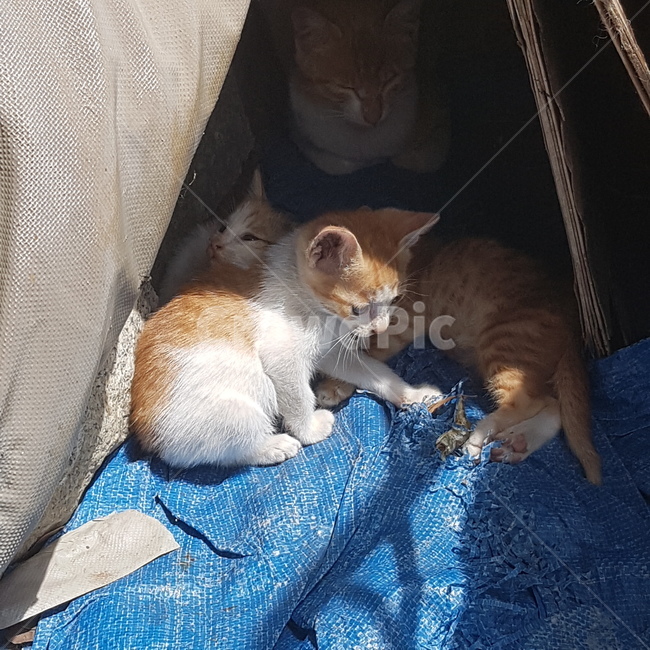 고양이,발바닥,솜방망이,친구,새끼고양이