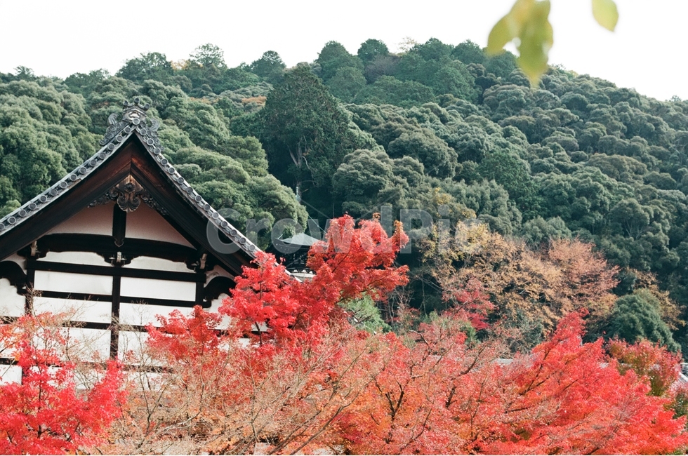 가을,단풍,붉은색,노란색,초록색,가을,계절,fall,autumn,season,해외,외국,세계,foreign,oversea,world,감성,sensible,feeling,색깔,색상,색채,색감,color sense,color sensitivity,feeling of color,건축물,건물외관,exterior,building,structure,architecture,construction,tree,나무,plant,식물,leaf,잎