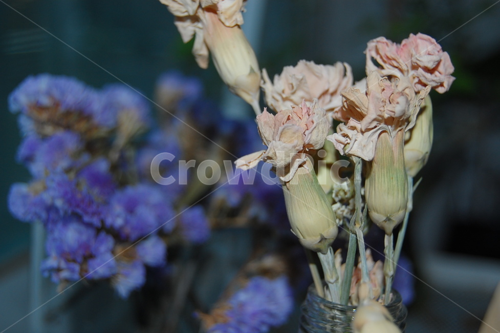 꽃,드라이플라워,flower,식물,화분