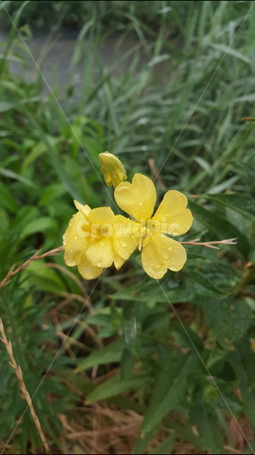 꽃,노랑,노란색,빗속,물방울,자연,식물,식물,자연,plants,nature,꽃,flower