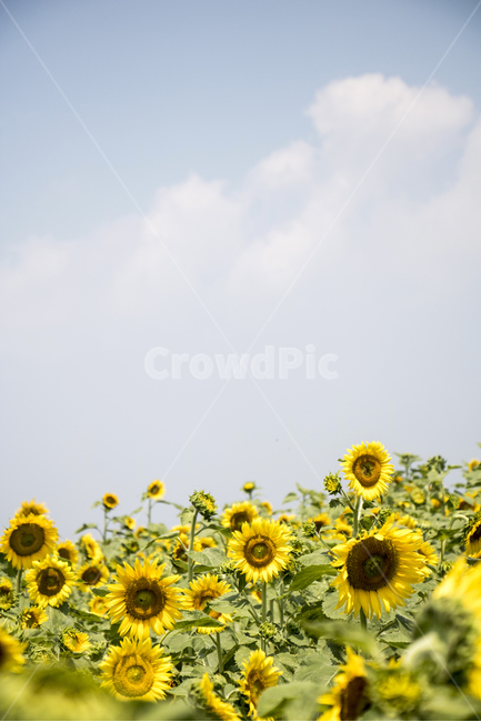 해바라기,식물,꽃,여름꽃,배경,풍경,자연,환경,꽃봉오리,잎,꽃잎,꽃밭,접사,근접,여름,야외,파란하늘,맑은하늘,식물,자연,plants,nature,꽃,flower