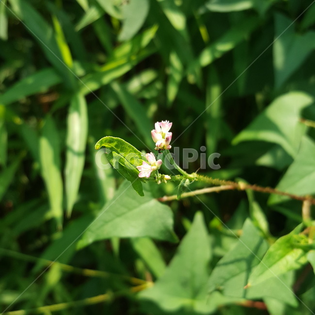 꽃,자연,풀,싱그러움,flower,nature,식물,자연,plants,nature,꽃,flower