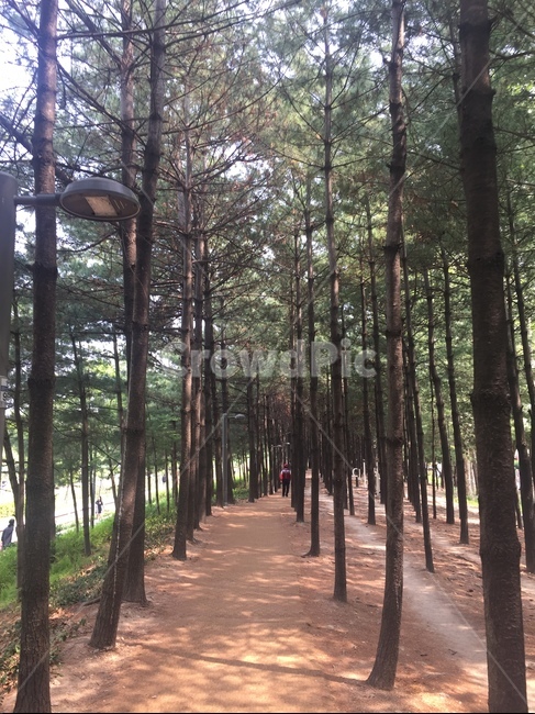 자연,나무,공원,쉼터,숲,자연풍경,자연환경,환경,산책