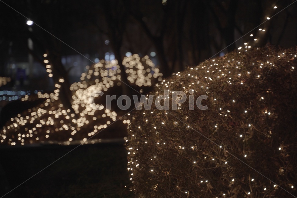 조명,led,야경불,겨울나무,전구,야경,밤,풍경,nightscape,night,landscape,plant,식물