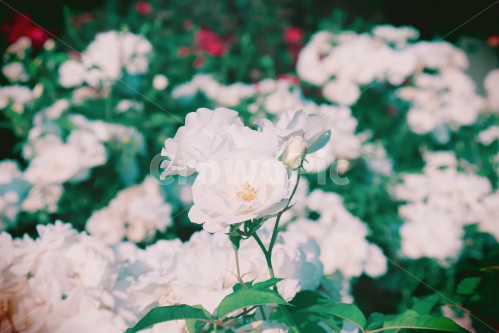 꽃,하얀꽃,아웃포커싱,정원,플라워,식물,자연,plants,nature,꽃,flower