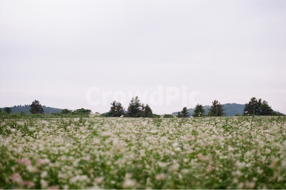 식물,풍경,자연,메밀꽃,꽃,자연,풍경,nature,landscape,outdoors,옥외,grassland,목초지,field,들,rural,농촌,farm,농장,meadow