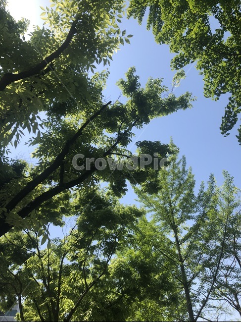 여름,나무,하늘,초록,푸르른,화창한,summer,green,sky,tree