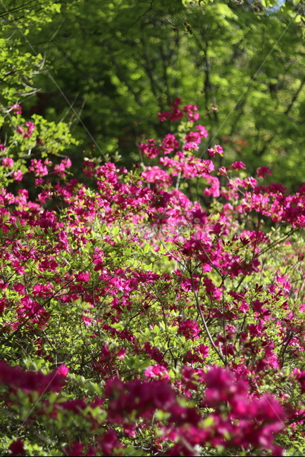 영산홍,수목원,핑크핑크,봄,나무,꽃,풍경,초록,봄,계절,spring,season,식물,자연,plants,nature,꽃,flower