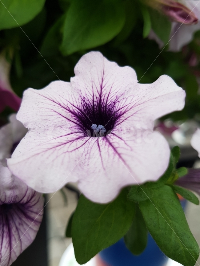 꽃,자연,나팔꽃,접사,식물,생화,식물,자연,plants,nature,꽃,flower