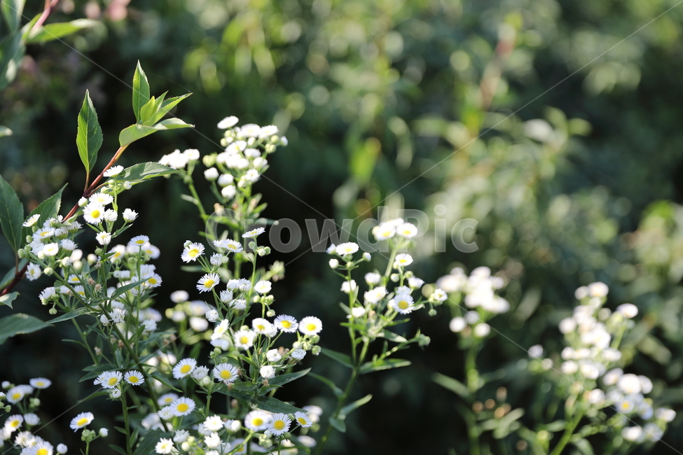 꽃,들국화,화이트,숲,봄,여름,개화,자연,아름다움,순수,자연,풍경,nature,landscape,식물,plants,꽃,flower,plant