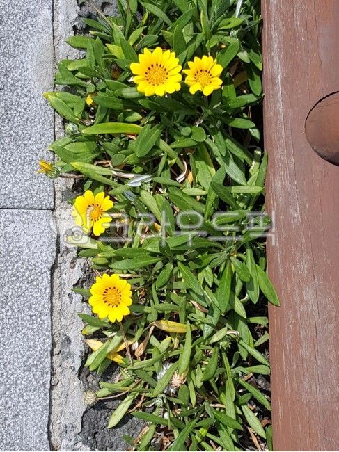 가자니아,꽃,화단,노랑,식물,flower,plant,yellow