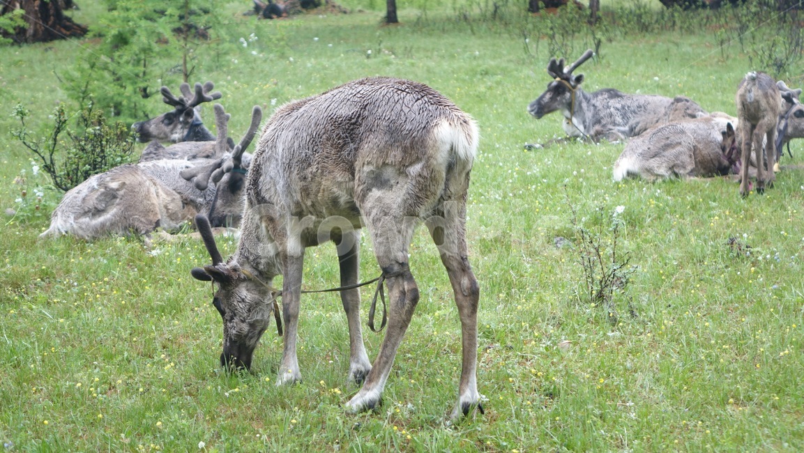 reindeer,forest,grass,숲,순록,animal,tree,나무,green,초록,몽골,초원