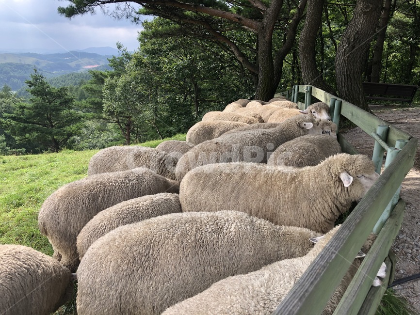 양떼목장,동물,포유류,목장,양떼,여름,양,sheep,대관령,summer,farm
