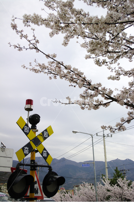 신호등,벚꽃,나무,꽃,봄,식물,flower,plant,봄,계절,spring,season