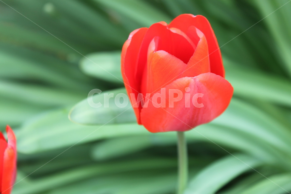 꽃,봄,튤립,빨간튤립,감성,flowers,spring,springscenery,tulips,redtulips,sensibility