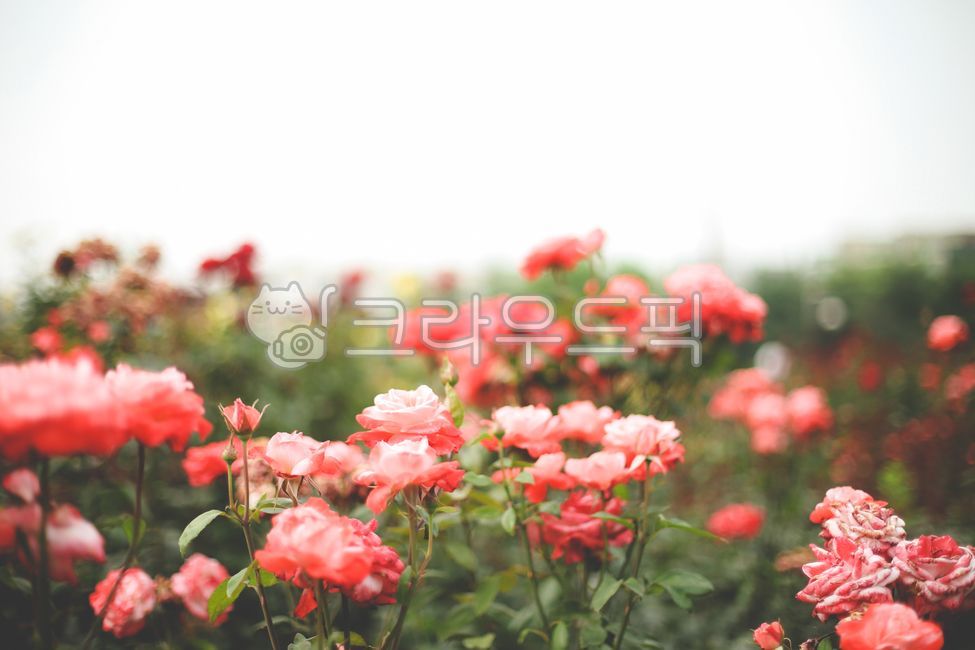 장미,장미꽃,꽃축제,꽃,장미축제,flower,plant,식물,blossom