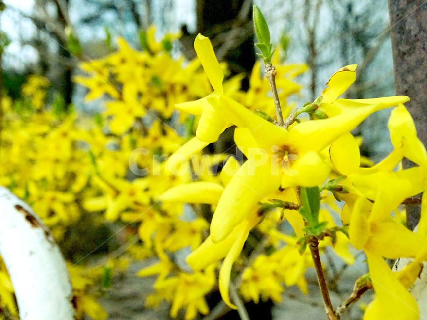 개나리,꽃,새싹,봄,식물,식물,자연,plants,nature,꽃,flower