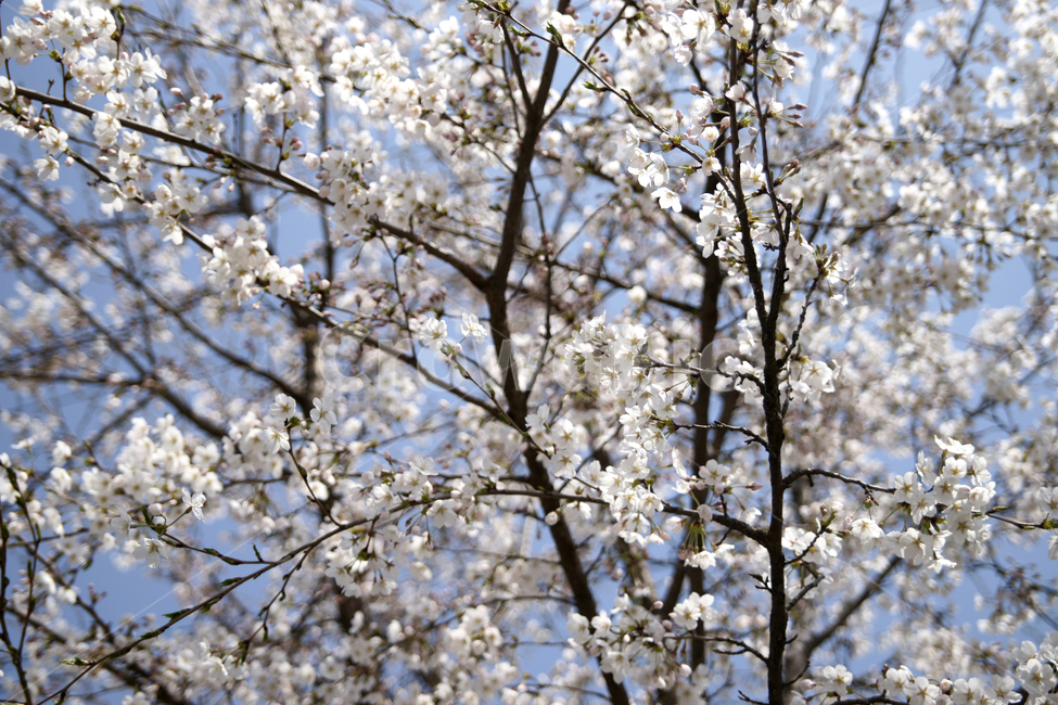 plant,식물,flower,blossom,꽃,하늘,나무,나뭇가지,흰색,벗꽃,tree,봄,계절,spring,season,식물,자연,plants,nature