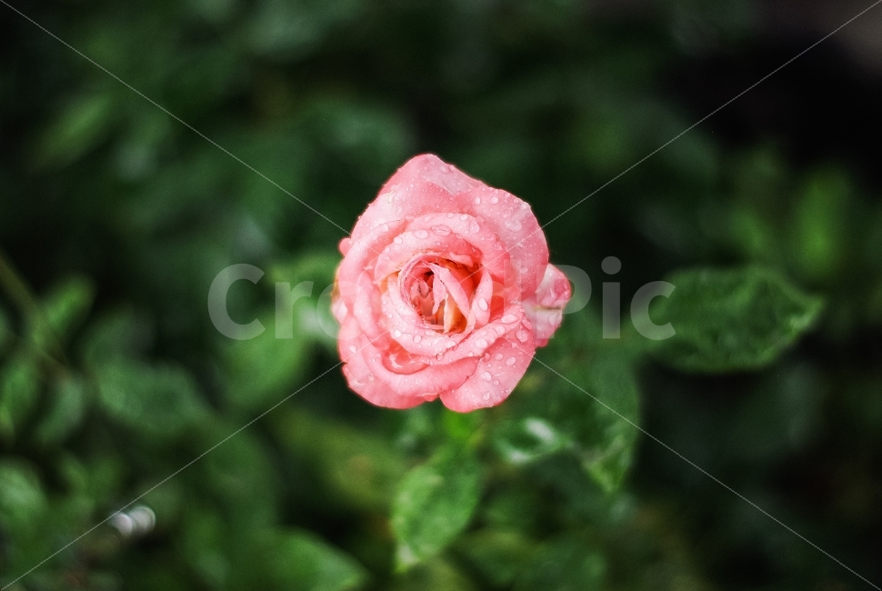 장미,분홍,꽃,감성,비,식물,자연,plants,nature,꽃,flower