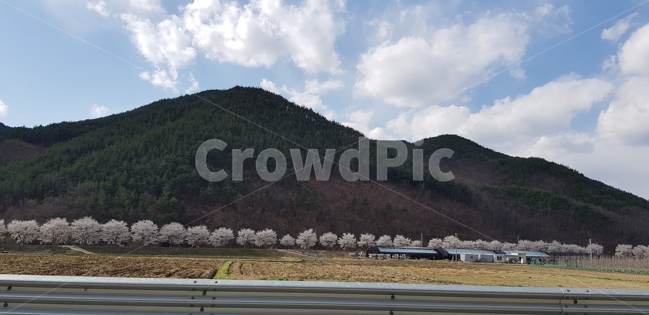 풍경,벚꽃,길,산,하늘,나무,자연,맑음,자연,풍경,nature,landscape,outdoors,옥외