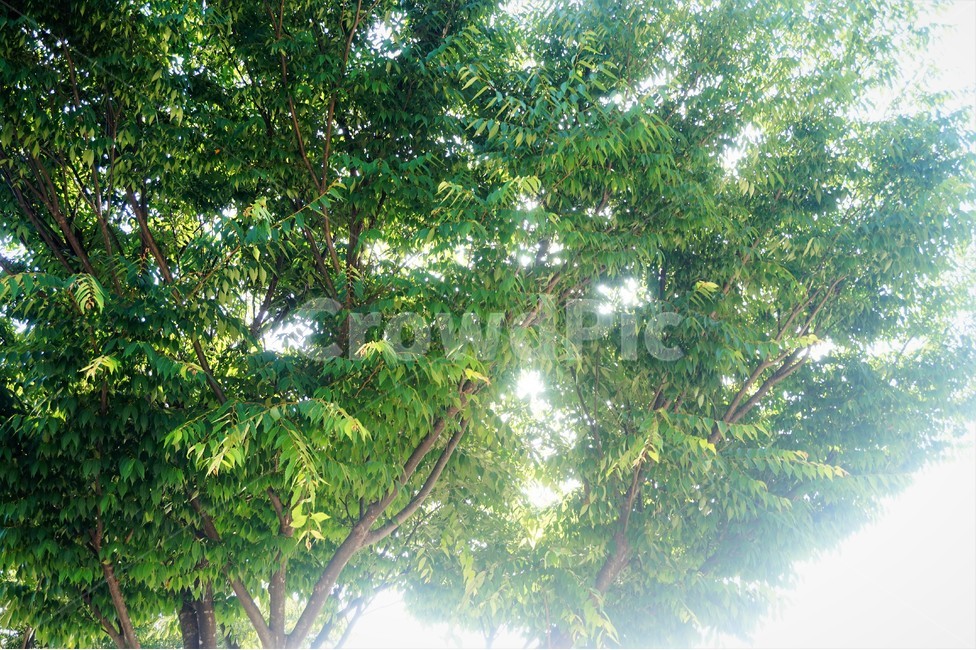 나무,햇살,푸른,일상,tree,blue,식물,자연,plants,nature,나무,trees,wood,휴식,힐링,rest,relaxation,healing