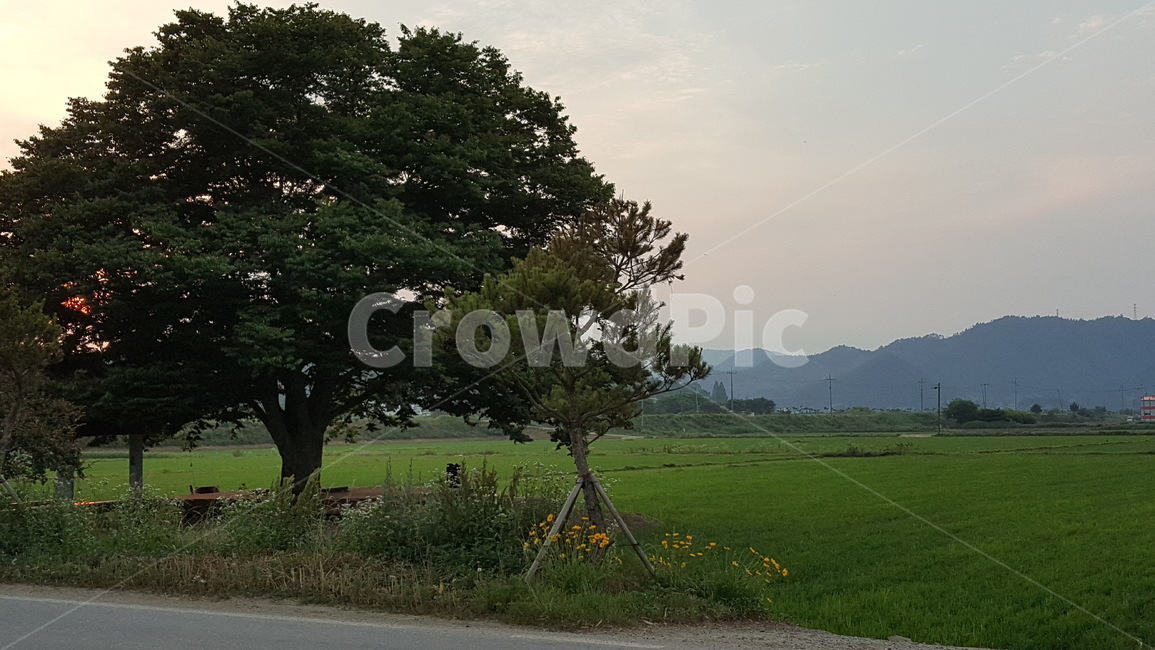 시골,자연,나무,풍경,고향,자연,풍경,nature,landscape,tree,plant,식물