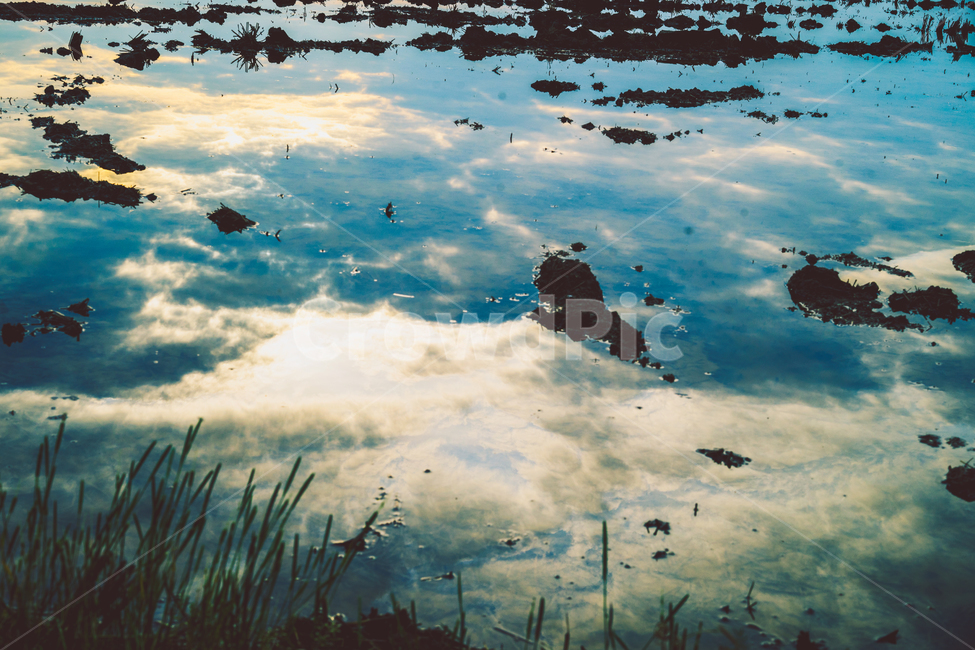 논,논밭,밭,반영,흙,땅,자연,자연,풍경,nature,landscape,outdoors,옥외,land,water,물