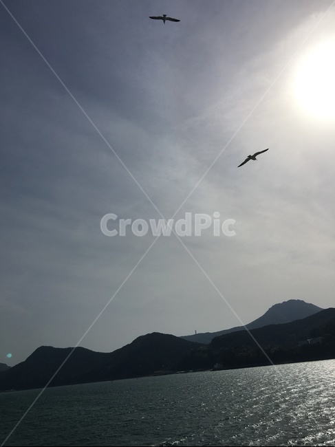 nature,자연,outdoors,bird,새,animal,동물,sea,바다