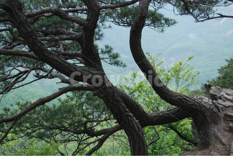 고령산,자연,휴양숲,봄,공원,식물,자연,plants,nature,나무,trees,wood