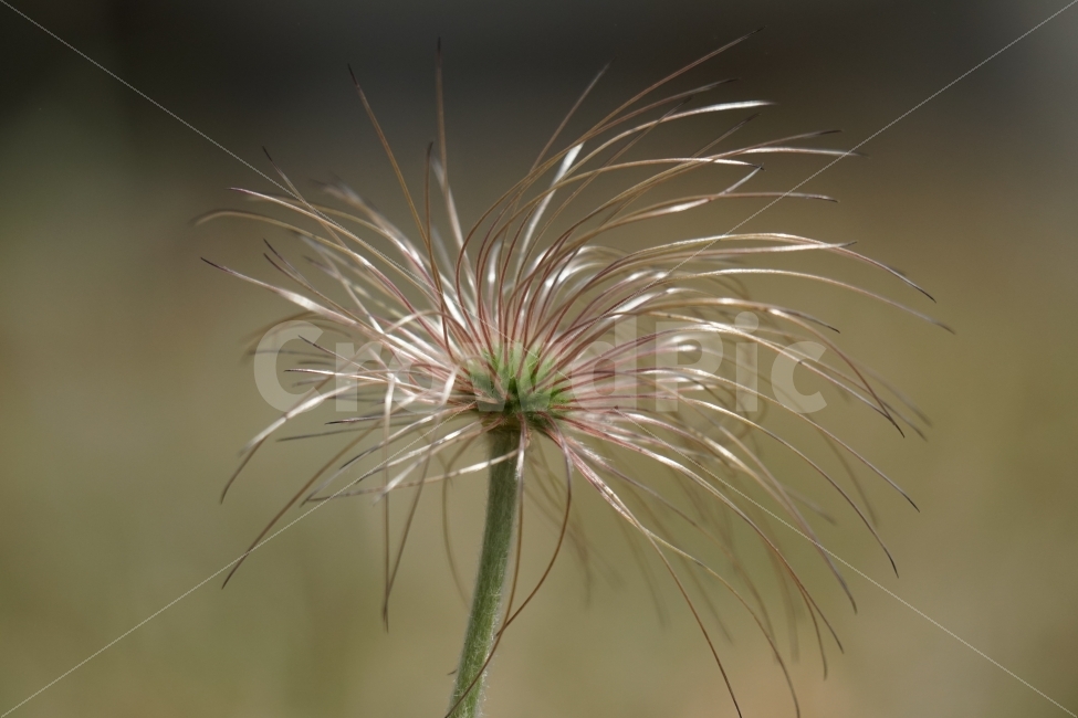 할미꽃,홀씨,플라워,4월,식물,자연,봄,spring,nature,flower,꽃사진,감성,감성사진,plants,번식,계절,season,풍경,landscape,식물,자연,plants,nature,꽃,flower