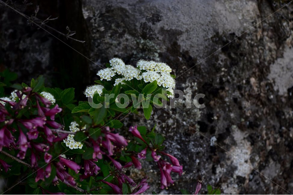 설악조팝나무,야생화,꽃,식물,자연,생태,플라워,flower,plants,nature,조팝나무속,붉은병꽃나무,식물,자연,plants,nature,꽃,flower