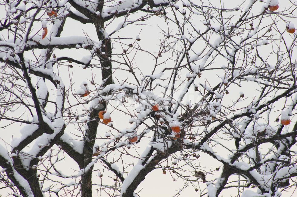 감나무,감,겨울,눈,눈내린,나무,까치밥,까치,감성,풍경,scene,view,feeling,emotion,nature,landscape,persimmon,fruit,winter,풍경사진,감성사진,정취