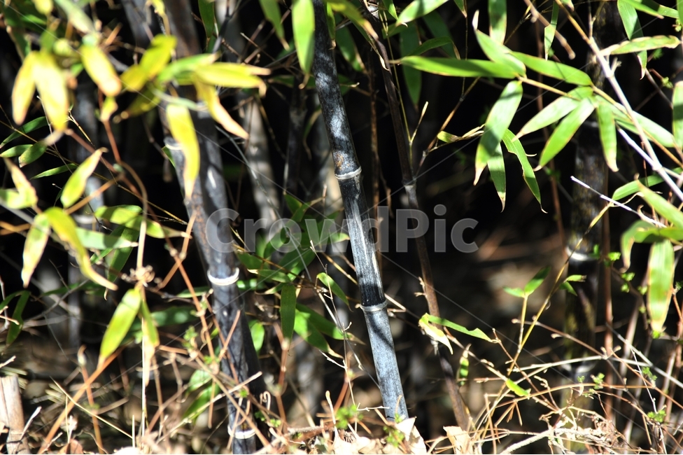 대나무,검은대나무,대숲,오죽,산,숲,약용식물,식물,자연,plants,nature,휴식,힐링,rest,relaxation,healing