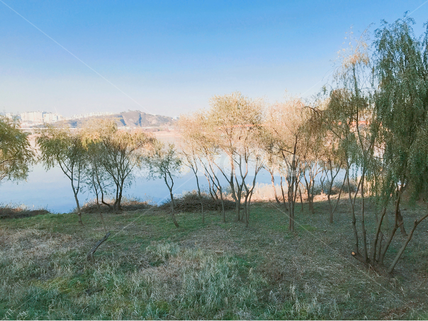 나무,풀,한강,하늘,하늘색,도시,풍경,city,landscape,한국도시풍경,한국도시경관,korea cityscape,nature,자연,grass,잔디,plant,식물,outdoors,옥외,tree