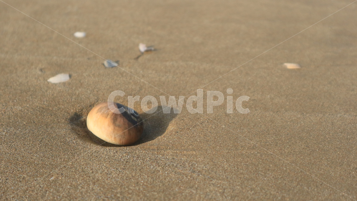 바다,조개,소라,조개껍데기,모래사장,여름,바닷가,해안가,coast,beach,shell,sand,sandy,summer