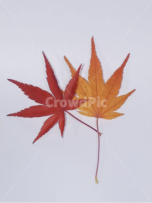 단풍잎,나뭇잎,가을,잎,낙엽,식물,autumn,leaf,leaves,maple,fall,plant,계절,season,가을,계절,fall,autumn,season,식물,자연,plants,nature