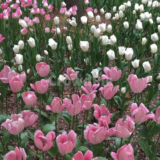 꽃,튤립,풍경,공원,풀