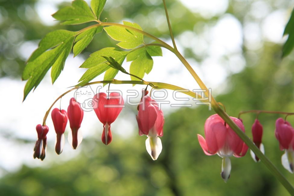 spring,petal,bleeding heart,flower